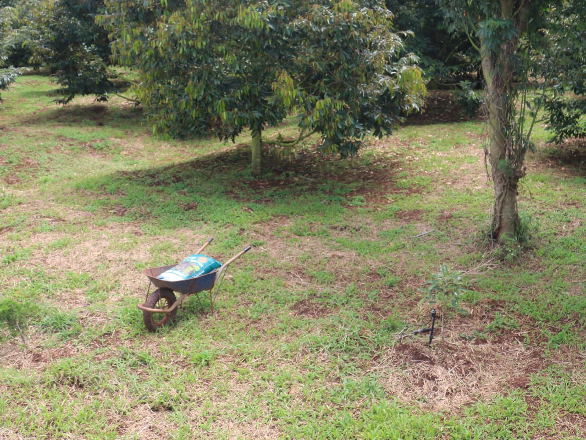 Trang trại xanh mướt dưới ánh nắng bình minh